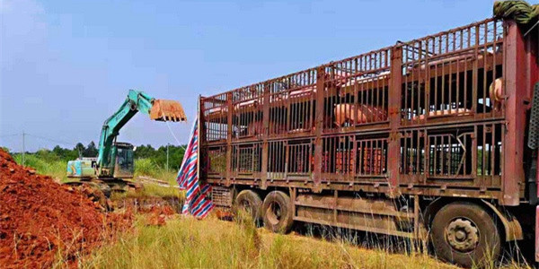 110头云南无证生猪在桂林市被成功截获，已全部进行无害化处理