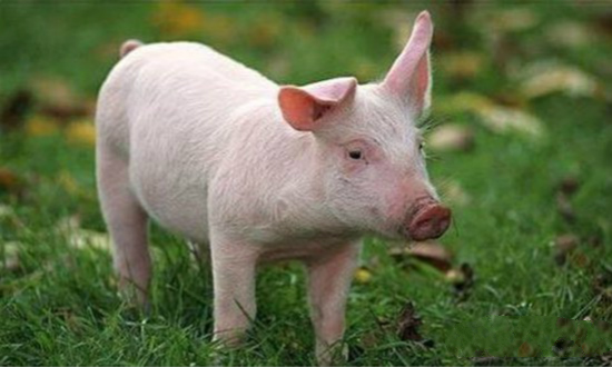 中小猪场能否吃上“定心丸”是决定猪业复产的关键!