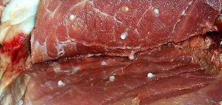 越南查获几十吨变质猪肉，黑心商贩低价收购去除异味后售给饭店