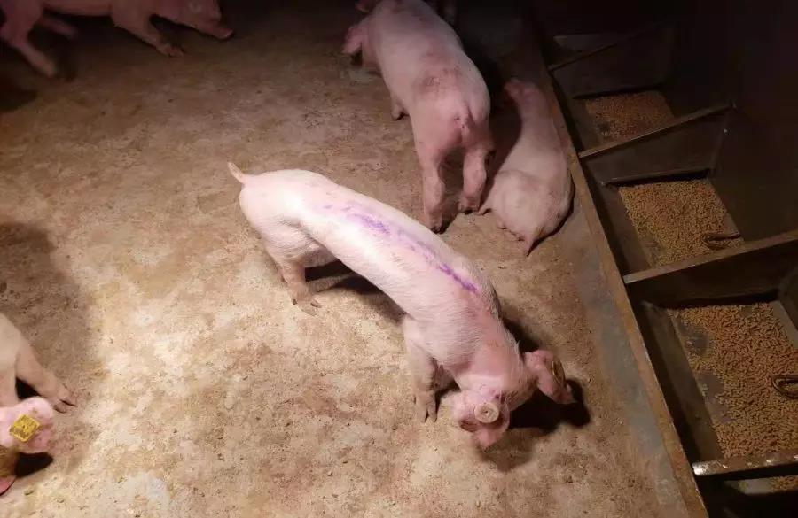 “绝食抗议”猪只，由于腹中空空而导致的肋腹部严重凹陷。