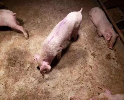 最后一头绝食猪实现自主采食，腹部略隆起，恢复正常。