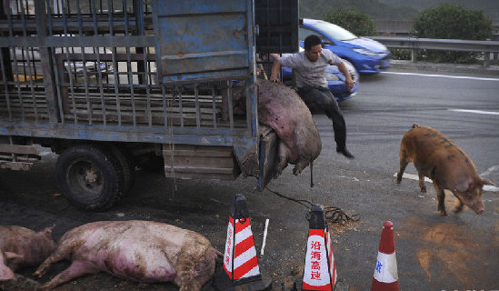 农民日报：“疯狂抢母猪”？全国均价破13元，这些区域生猪有恢复迹象