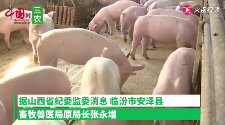 山西安泽县原畜牧局长被通报：170头生猪未经检疫流出县域
