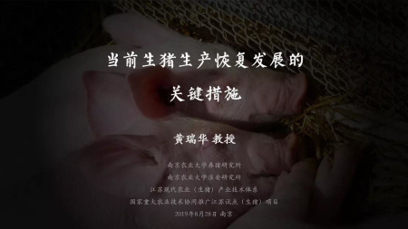 当前生猪生产恢复发展的关键措施