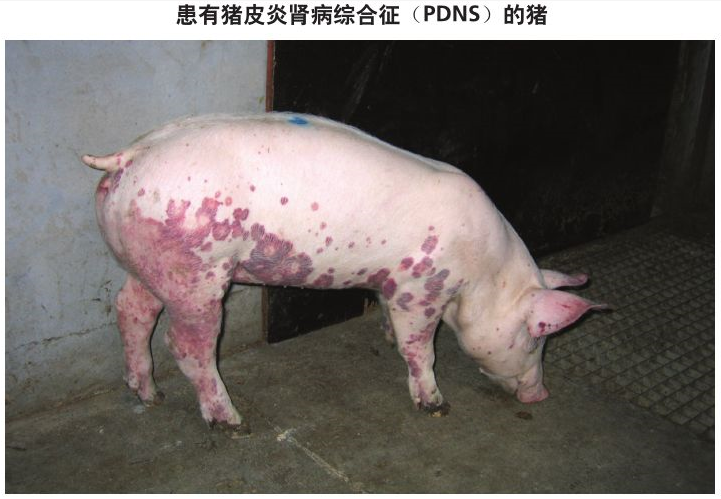 副猪病的症状及治疗图片