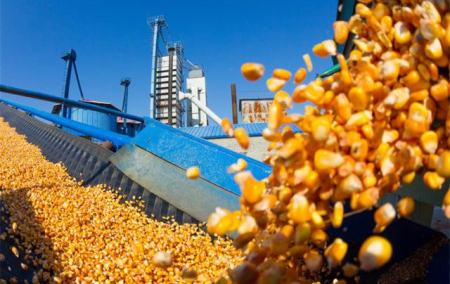 2019年08月31日全国各省玉米价格表及行情走势报价