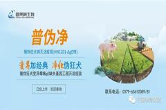 国内首个猪圆环病毒（2型）、副猪嗜血杆菌二联灭活疫苗获新药证书！