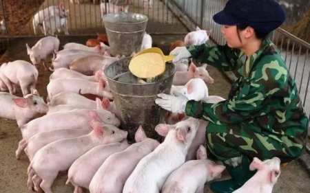 黑龙江妇联系统：鼓励农村妇女稳定生猪生产，坚定“养猪女能人”生猪养殖信心