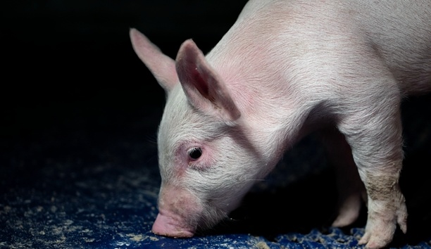 中国猪肉进口格局巨变巴西或受益，警惕走私和第三国转运猪肉