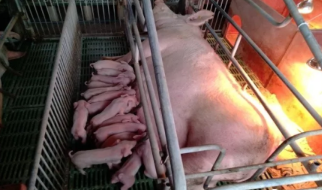 母猪分娩