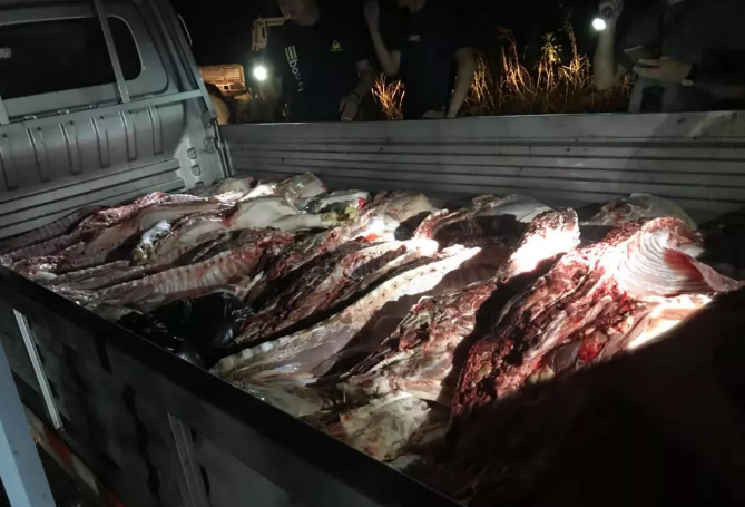 惠州捣毁一处私宰生猪窝点，现场缴获猪肉及产品五千多斤