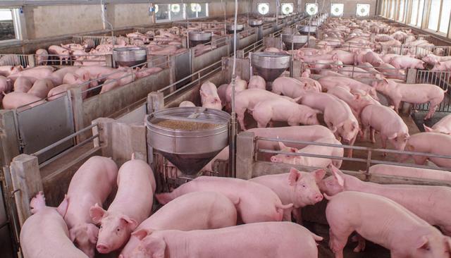 猪价仍在上涨，猪肉板块今年以来涨幅超80%