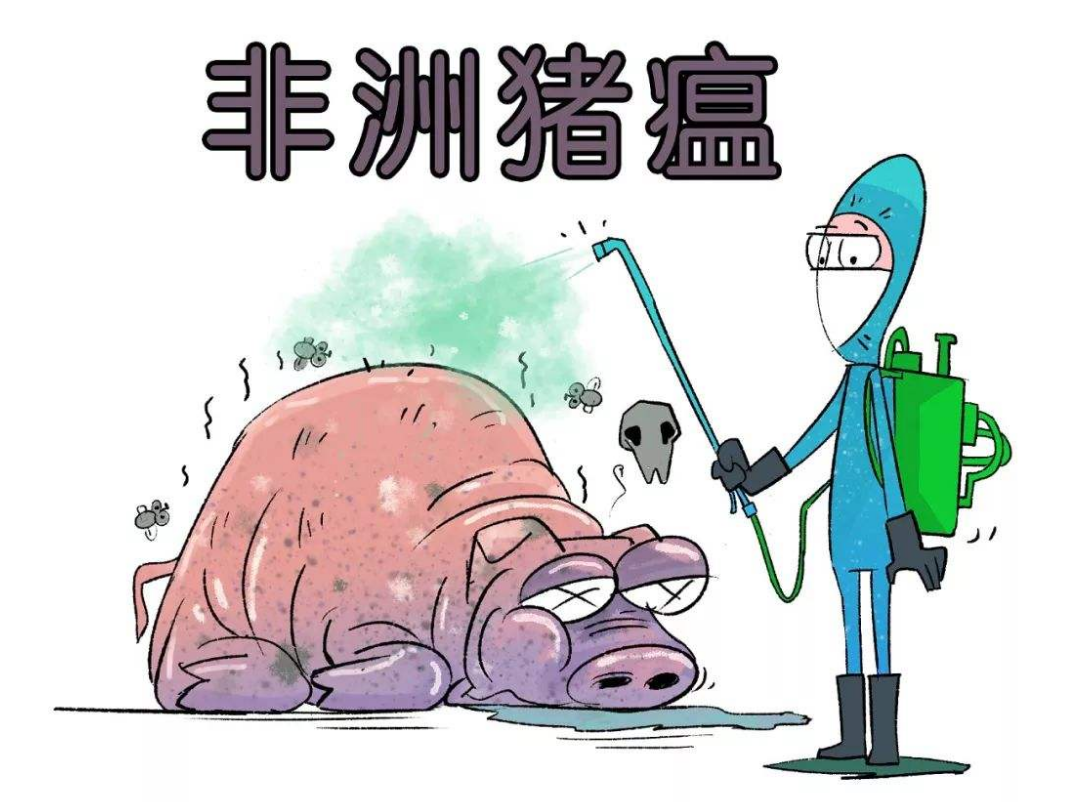 2019非洲猪瘟消息传喜讯，四川夹江非瘟疫区解除封锁