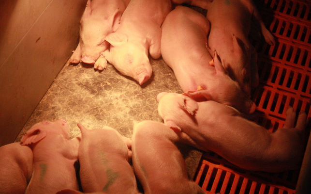 9月6日全国各省市仔猪价格报价表，复养急需仔猪，广东仔猪报价远超其它地区