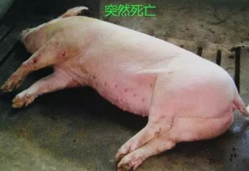 猪只为什么会突然猝死？该如何预防养猪场怎么预防！