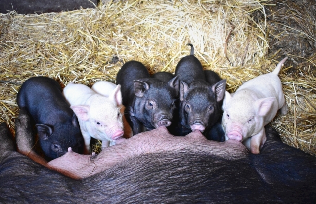9月8日全国各省市仔猪价格报价表，养殖户复养意愿增强，仔猪价格高居不下