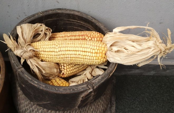 9月8日全国玉米价格行情表，生猪复养还没带动玉米需求，未来走势有待观察