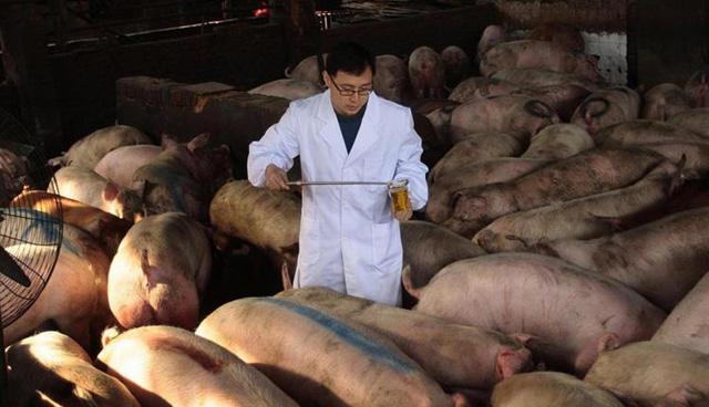 最新消息，生猪统计，黑龙江目前母猪存栏107万头！