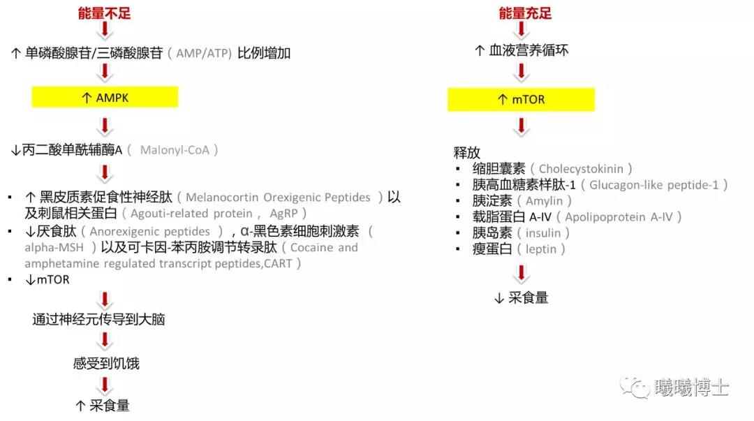  采食量在生理上是如何调控的