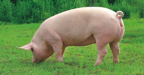 9月9日全国种猪价格报价表，江苏新沂杜洛克母猪头均2600元，为全国最低报价