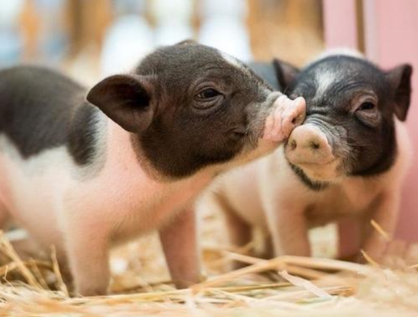 浙江舟山等地与养殖企业签订购销协议 保障未来猪肉供应