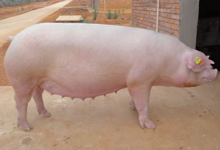 9月10日全国种猪价格报价表，河北二元母猪头均2800元，杜洛克母猪报价最低