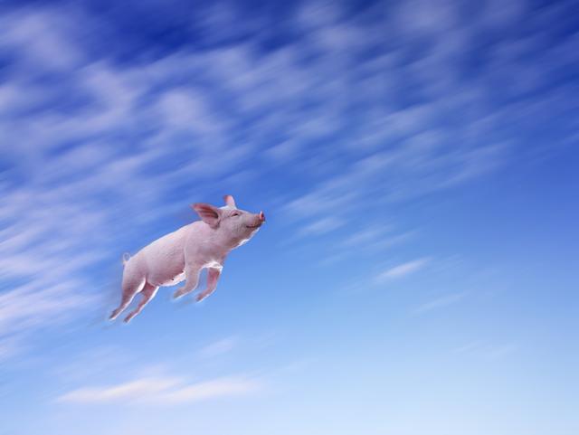 猪起飞了