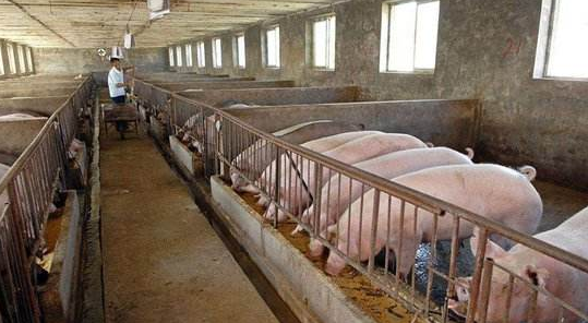 黑龙江生猪生产实现恢复增长，预计年底前出栏1760万头供应市场