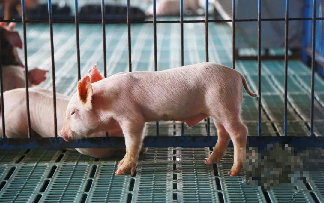 保育猪管理5要点：“净、挑、差、散、气”