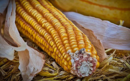 非洲猪瘟影响了玉米消费4000万吨