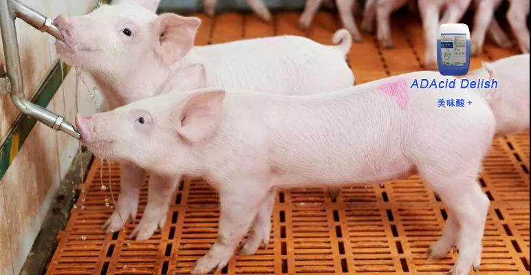 猪场复产如何轻松解决消毒问题