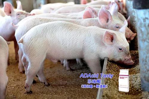 猪场复产如何轻松解决消毒问题