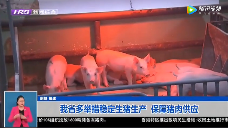 黑龙江：多举措稳定生猪生产 保障猪肉供应