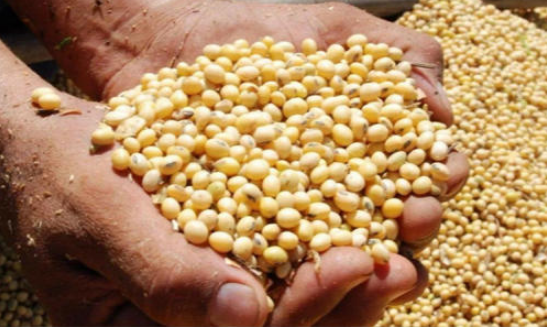 9月16日全国豆粕价格行情表，北京豆粕涨幅最大，报价跃居全国第一