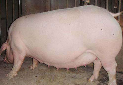 9月16日全国各地区种猪价格报价表，山东一猪难求，江苏二元母猪报价下跌