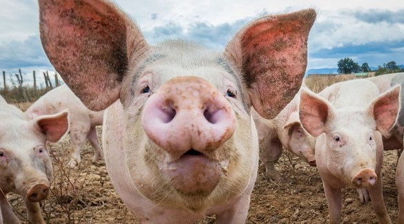 9月17日全国生猪价格，生猪养殖利润率超100%，国家鼓励养猪！