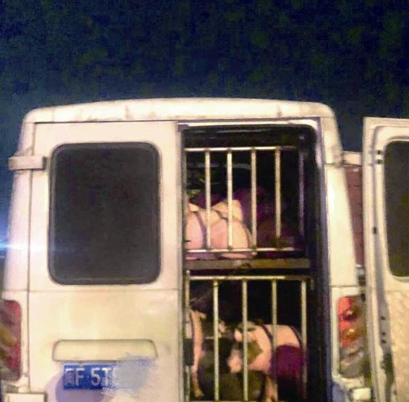 客车座位改成猪笼超载被抓，“乘客”竟是几十头生猪