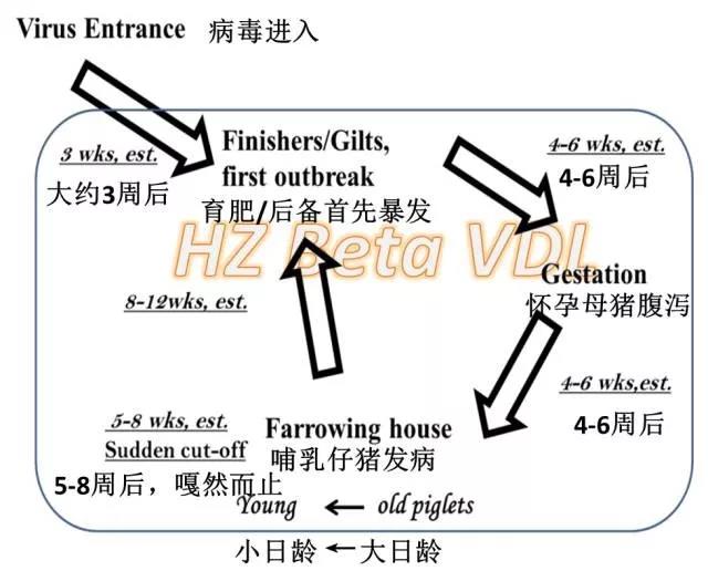 PEDV在猪群中的循环模型