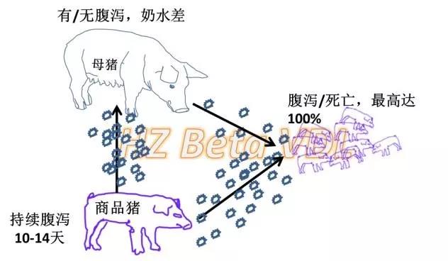 猪群中PEDV的病毒来源