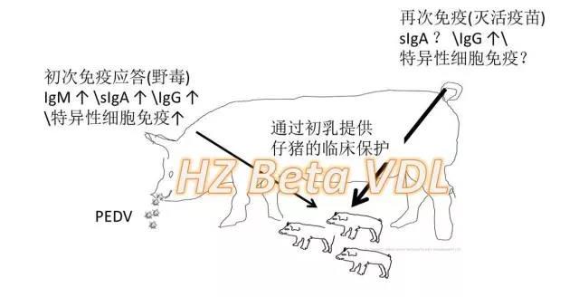 EDV野毒诱导粘膜免疫