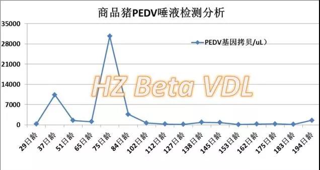 商品猪PEDV排毒案例分析