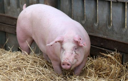 广东跨省调运种猪产地检疫有变，A、B级种猪场享受“免评”待遇