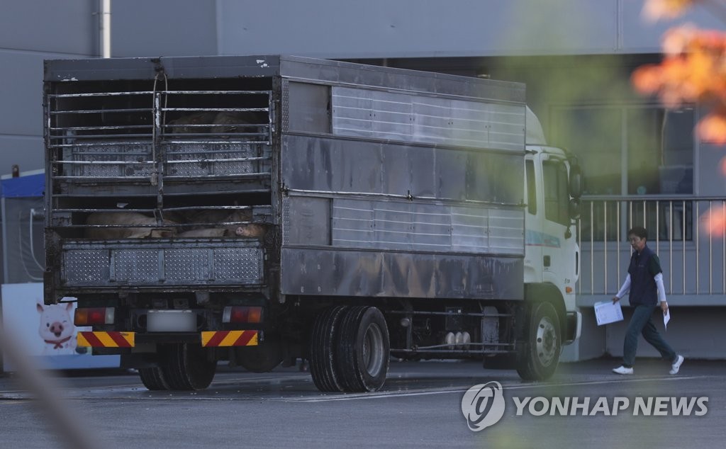 韩国解除生猪禁运令 猪肉批发交易市场将恢复正常