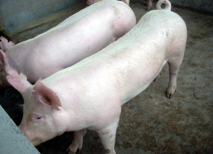 9月19日全国各地区种猪价格报价表，种猪价格保持平稳