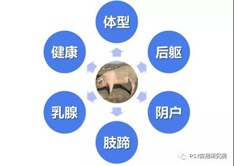 三元母猪