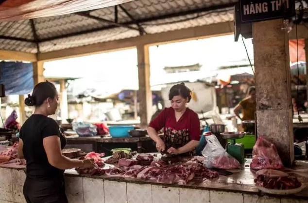 防疫水平低！非洲猪瘟席卷越南全境，超400万头生猪被扑杀