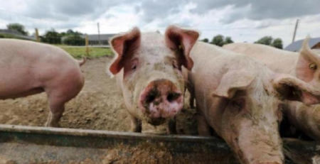 日本农水省敲定方针 拟给养猪场生猪接种猪瘟疫苗
