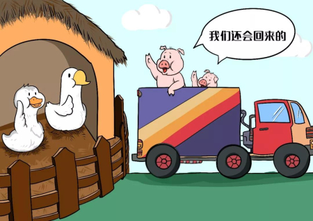 二师兄路在何方复养有多难？生猪养殖业正面临着一场转型大考