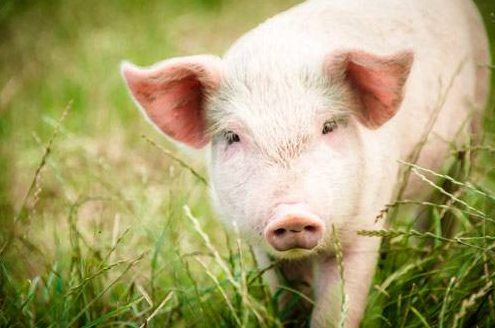 9月20日全国各地区种猪价格报价表，二元母猪最高报价3300元/头