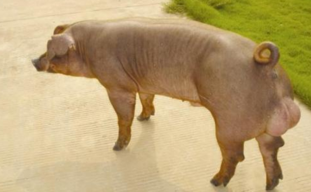 9月21日全国各地区种猪价格报价表，二元母猪报价普遍低于杜洛克母猪报价